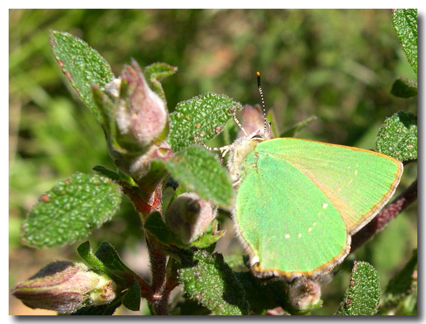 Farfalle diurne di primavera